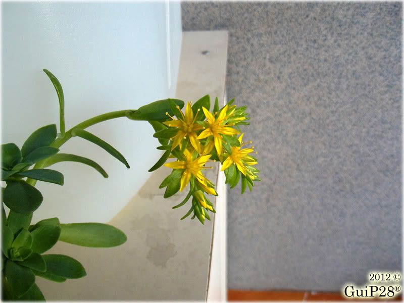 Sedum palmeri, Sedum palmeri (Gennaio 2012)
