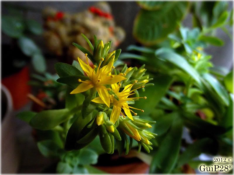 Sedum palmeri, Sedum palmeri (Gennaio 2012)