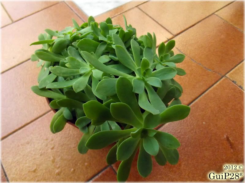 Sedum palmeri, Sedum palmeri (Febbraio 2012)