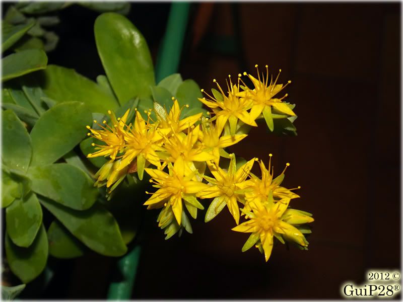 Sedum palmeri, Sedum palmeri (Febbraio 2012)