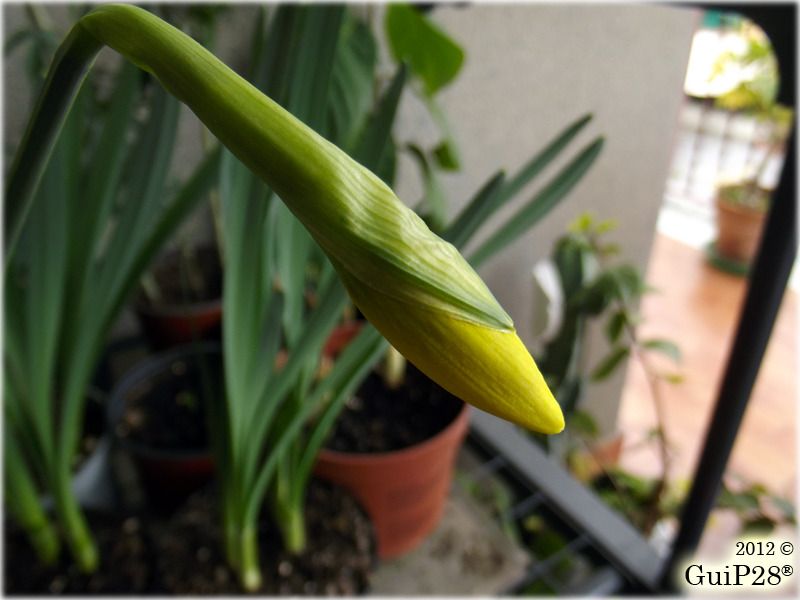 Narcissus pseudonarcissus, Narcissus pseudonarcissus (Febbraio 2012)