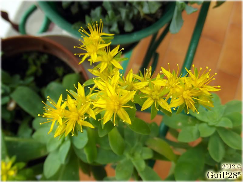 Sedum palmeri, Sedum palmeri (Febbraio 2012)