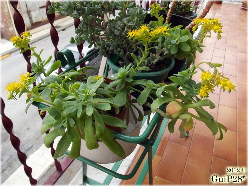 Sedum palmeri, Sedum palmeri (Febbraio 2012)