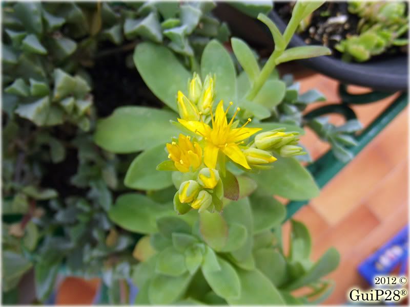 Sedum palmeri, Sedum palmeri (Febbraio 2012)