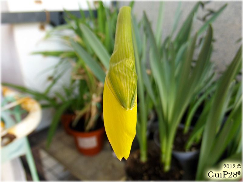 Narcissus pseudonarcissus, Narcissus pseudonarcissus (Febbraio 2012)