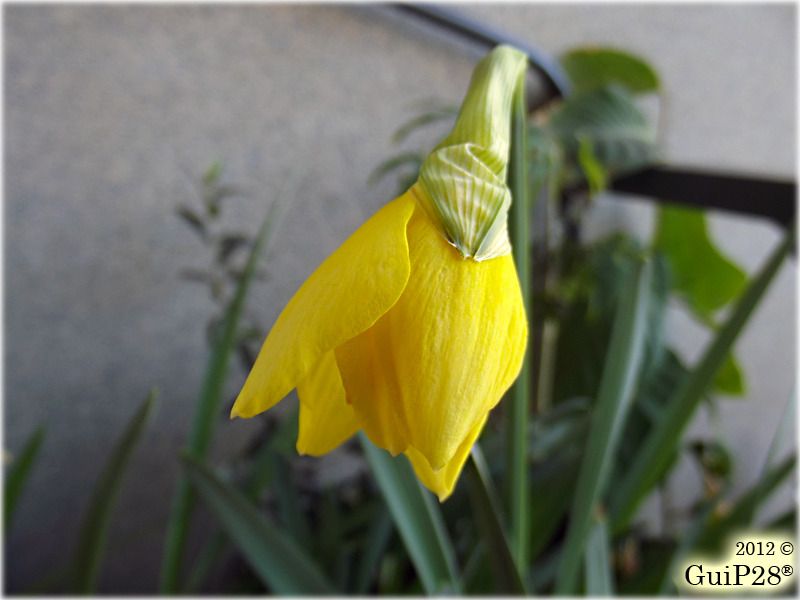 Narcissus pseudonarcissus, Narcissus pseudonarcissus (Febbraio 2012)