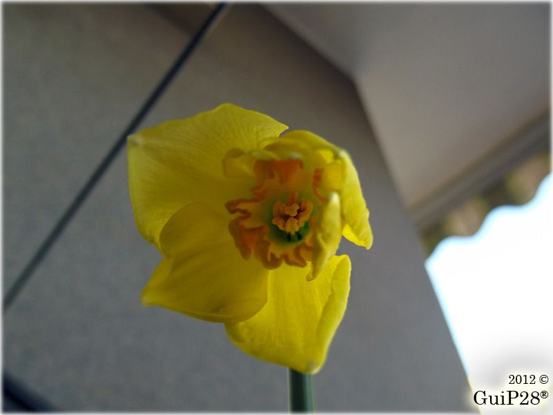 Narcissus pseudonarcissus, Narcissus pseudonarcissus (Febbraio 2012)