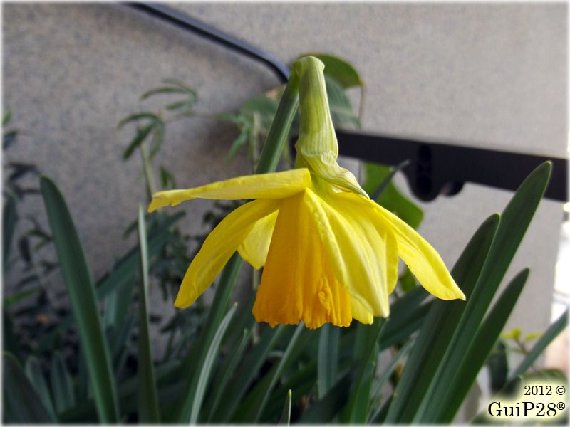 Narcissus pseudonarcissus, Narcissus pseudonarcissus (Febbraio 2012)