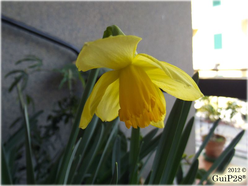 Narcissus pseudonarcissus, Narcissus pseudonarcissus (Febbraio 2012)