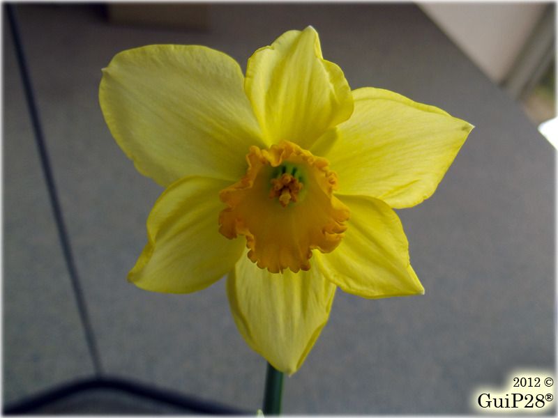 Narcissus pseudonarcissus, Narcissus pseudonarcissus (Febbraio 2012)