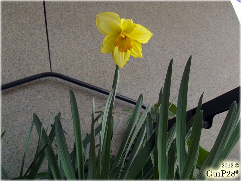Narcissus pseudonarcissus, Narcissus pseudonarcissus (Febbraio 2012)
