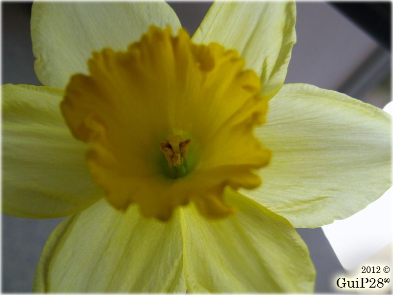 Narcissus pseudonarcissus, Narcissus pseudonarcissus (Febbraio 2012)