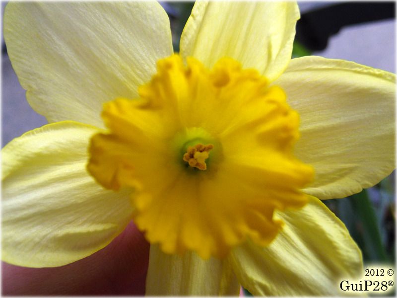 Narcissus pseudonarcissus, Narcissus pseudonarcissus (Febbraio 2012)