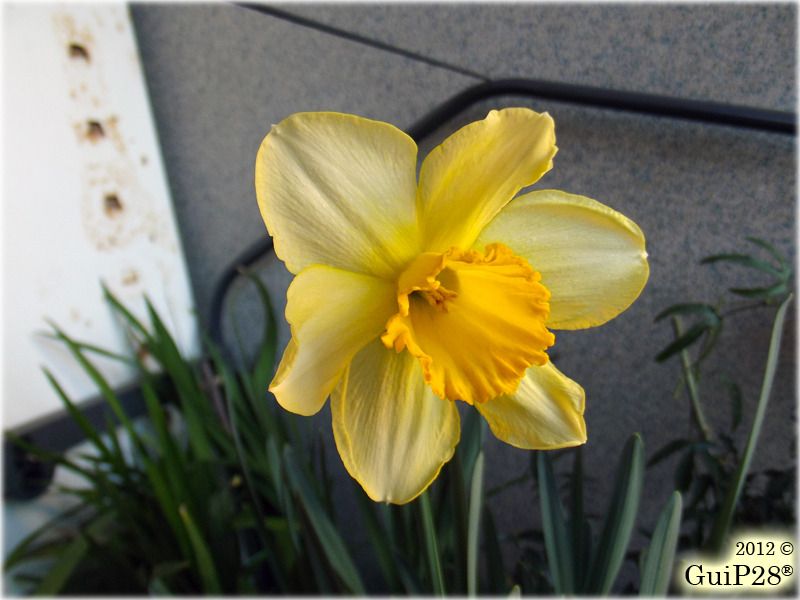 Narcissus pseudonarcissus, Narcissus pseudonarcissus (Febbraio 2012)