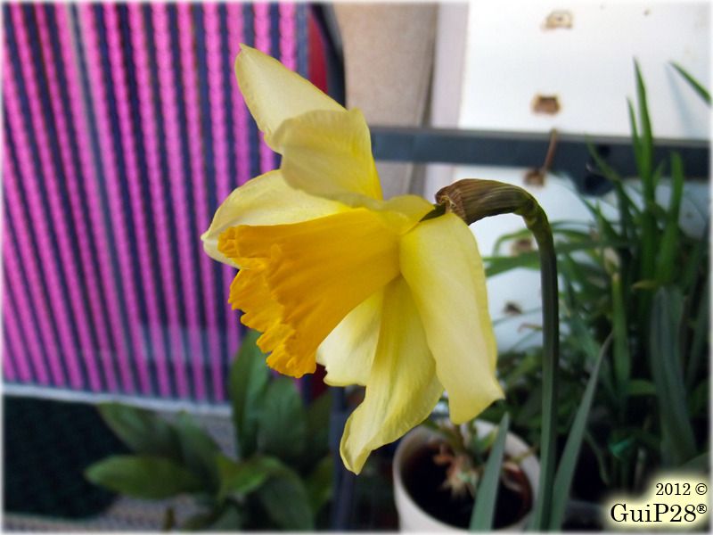 Narcissus pseudonarcissus, Narcissus pseudonarcissus (Febbraio 2012)