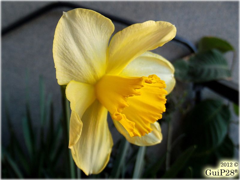 Narcissus pseudonarcissus, Narcissus pseudonarcissus (Febbraio 2012)