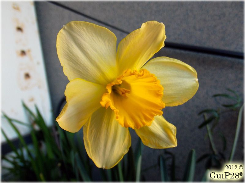 Narcissus pseudonarcissus, Narcissus pseudonarcissus (Febbraio 2012)