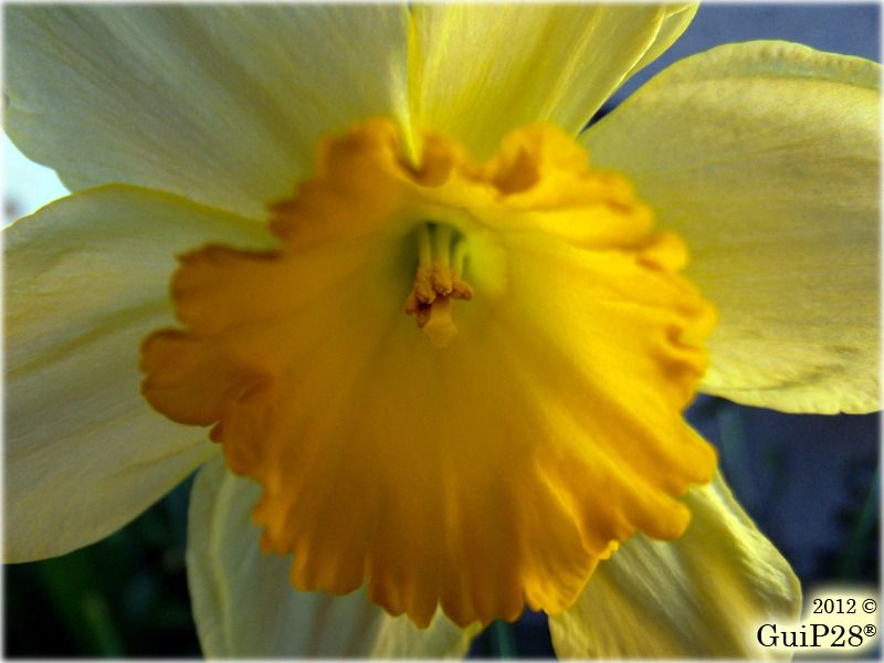 Narcissus pseudonarcissus, Narcissus pseudonarcissus (Febbraio 2012)