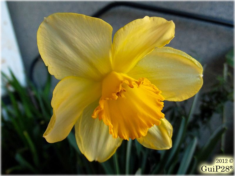 Narcissus pseudonarcissus, Narcissus pseudonarcissus (Febbraio 2012)