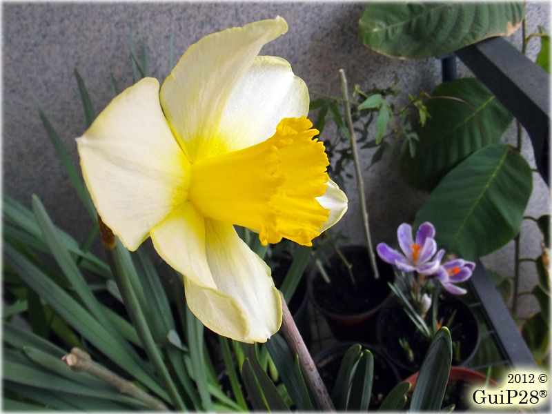 Narcissus pseudonarcissus, Narcissus pseudonarcissus (Febbraio 2012)