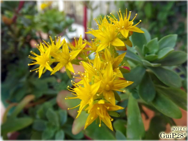 Sedum palmeri, Sedum palmeri (Marzo 2012)