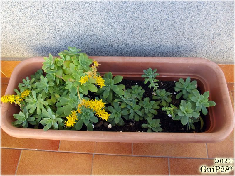 Sedum palmeri, Sedum palmeri (Marzo 2012)