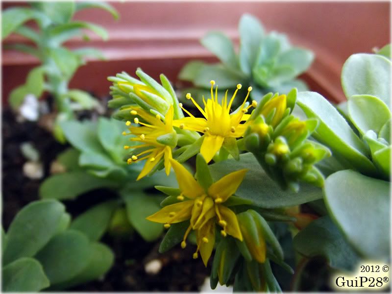 Sedum palmeri, Sedum palmeri (Aprile 2012)