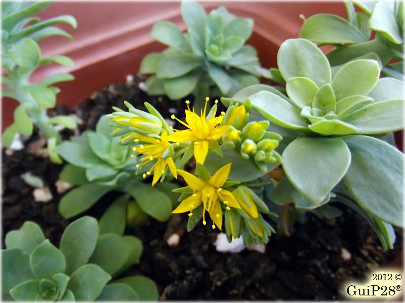 Sedum palmeri, Sedum palmeri (Aprile 2012)