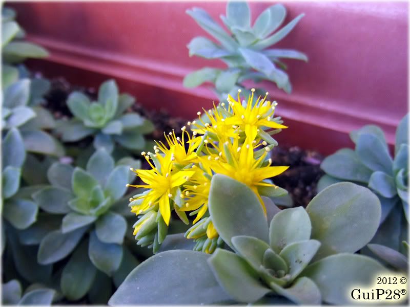 Sedum palmeri, Sedum palmeri (Aprile 2012)