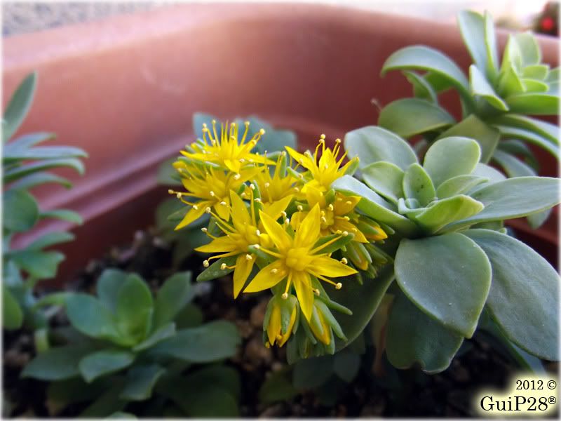 Sedum palmeri, Sedum palmeri (Aprile 2012)