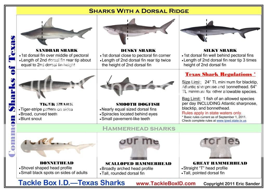 Texas Shark ID Card Photo by marsea2 | Photobucket