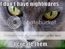 Evil cat Pictures, Images and Photos